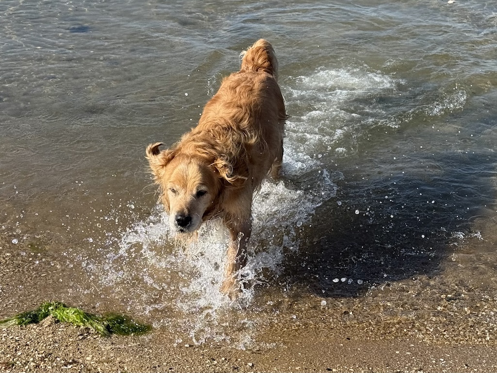 Dog Beach Time