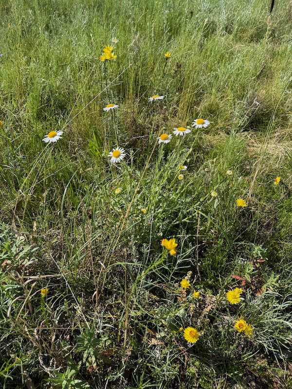 Wildflower wander, Green Waste, New Running Schedule
