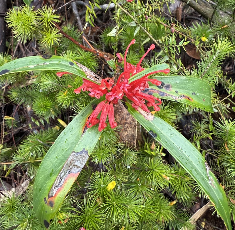 List #40: Wildflowers we saw while in the Grampians