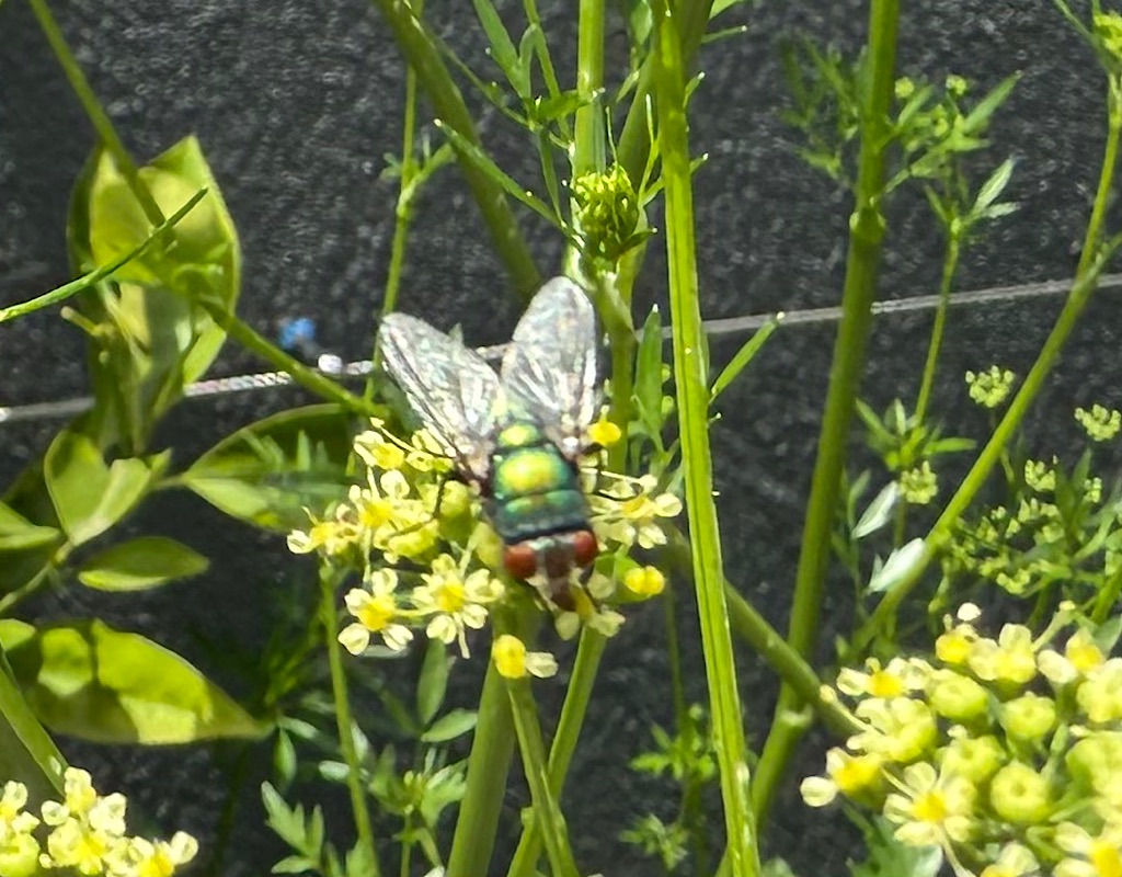 Australian Pollinator Count