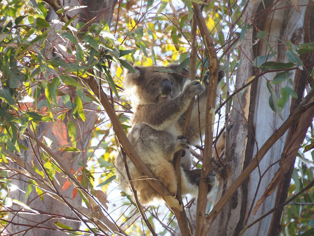 Kangaroo Island – Day 2