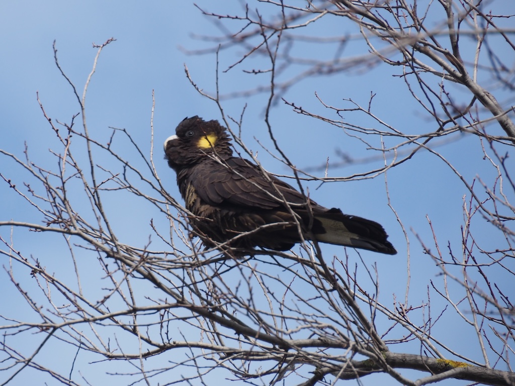 Birds of Bayside VOL.1